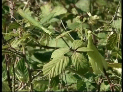 saut_sur_femelle_gif