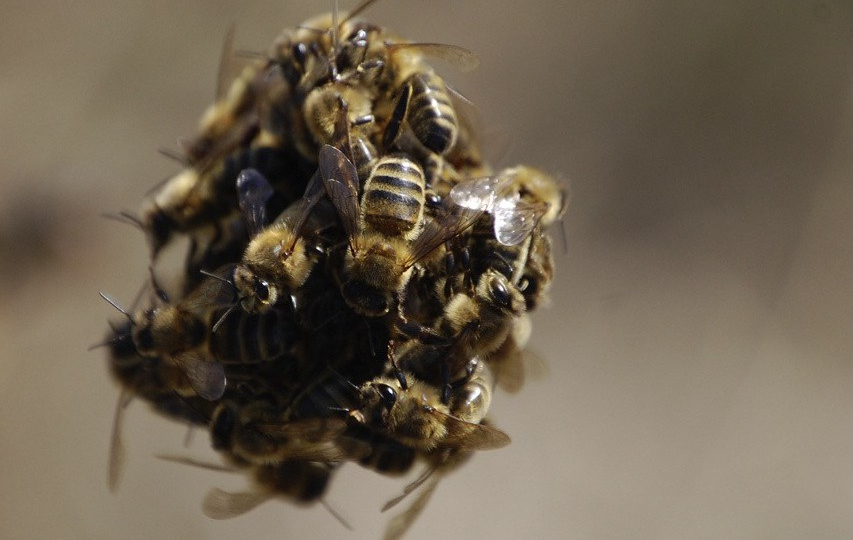 bee_ball_Arca_et_al_2014