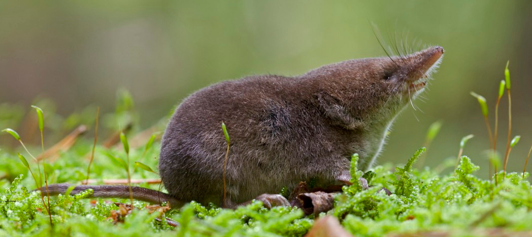 Our-study-species-the-common-shrew-Sorex-araneus.-CREDIT-Karol-Zub