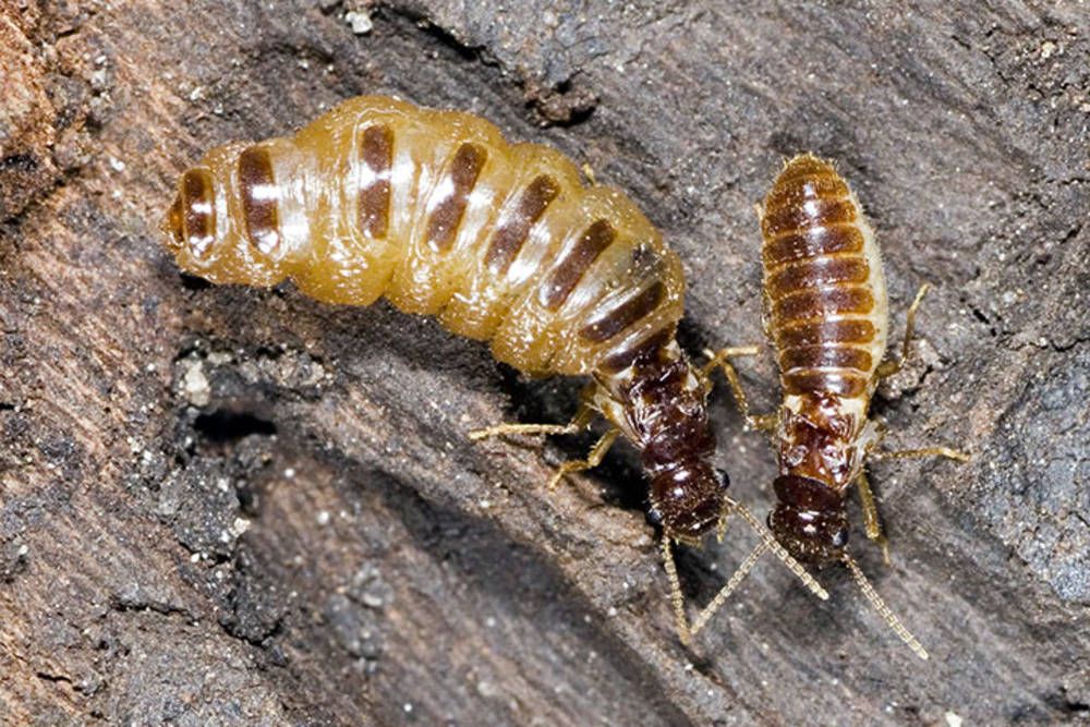 csm_Fournier-al-2016-web_a94dbf78bb