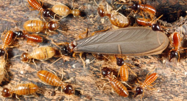 termites3-istock_000009354299_medium-e1508177537734-1498x1000.jpg