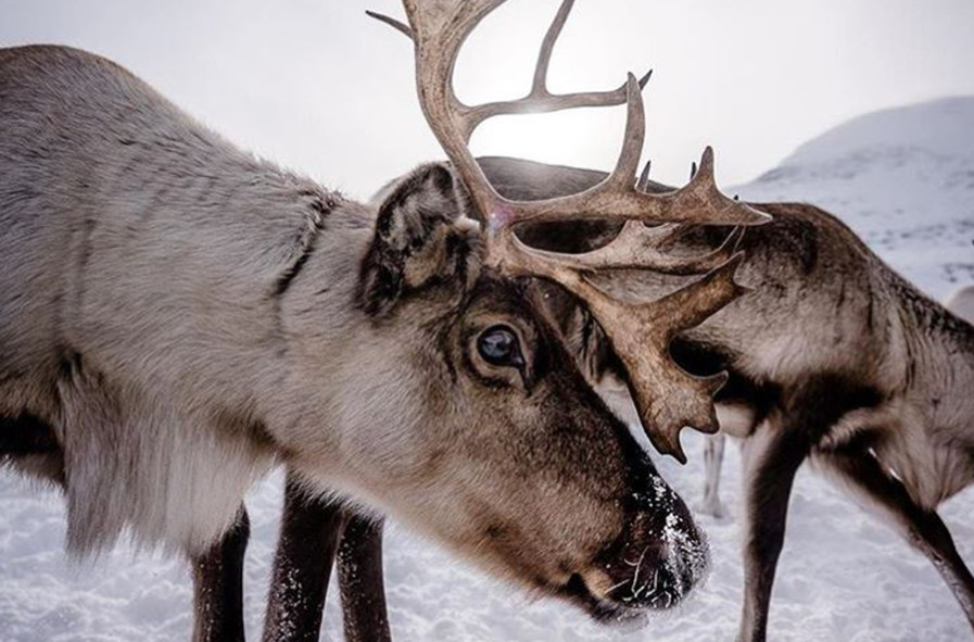 Renne - Suede_recadree @Carl Johan Utsi