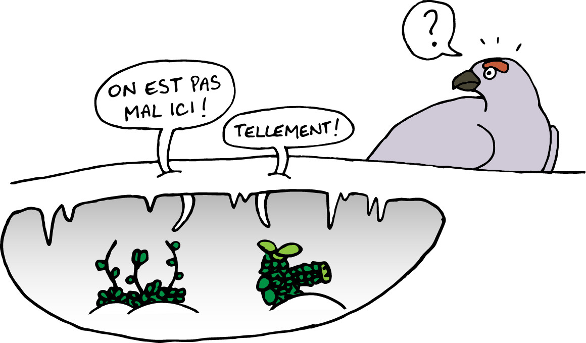 dessin_article_sans_fleurs