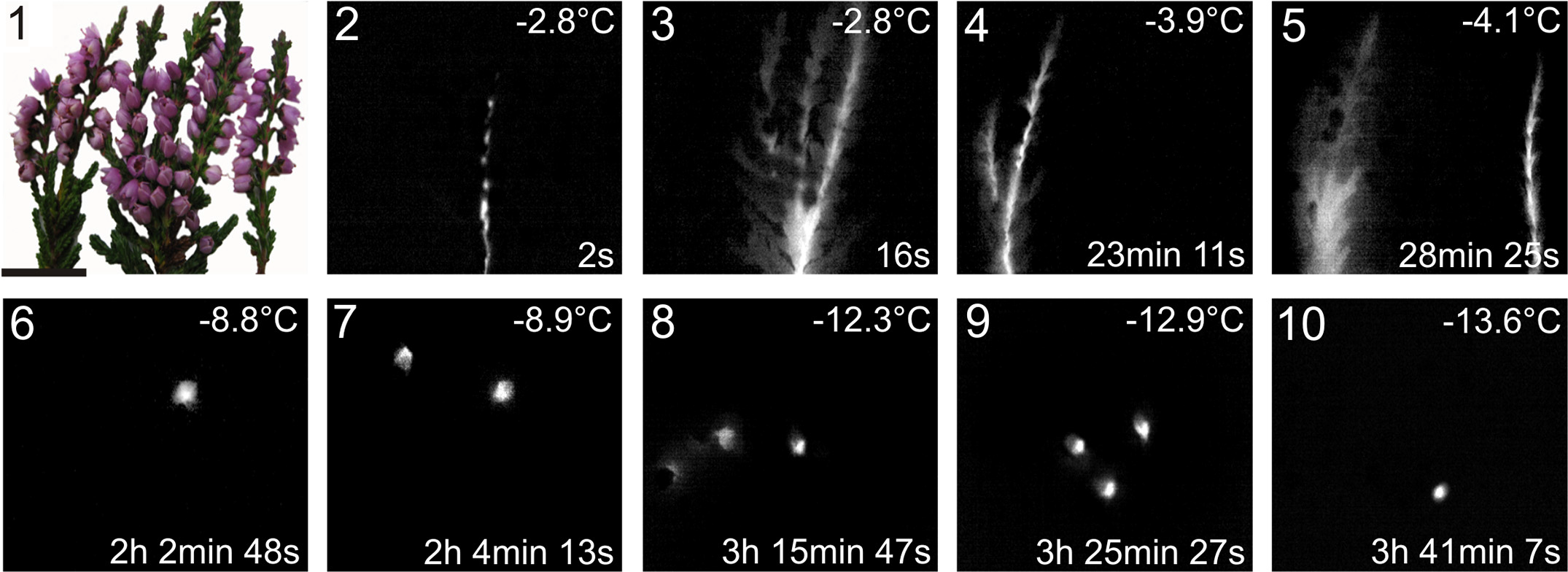 ice_barrier_1 Kuprian et al, 2014