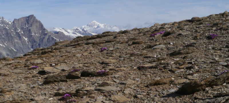 Saxifrage a feuilles opposees - Alpes italiennes - découpe @Kévin Liautaud